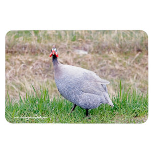 Guinea Fowl Magnet