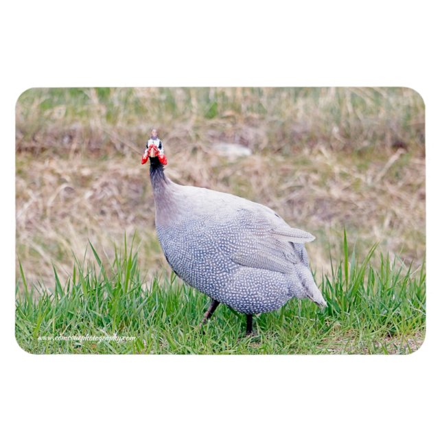 Guinea Fowl Magnet (Horizontal)
