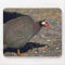 Guinea Fowl