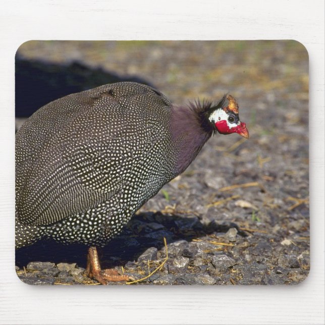 Guinea Fowl Mouse Mat (Front)