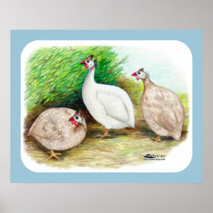Guinea Fowl Outside Poster