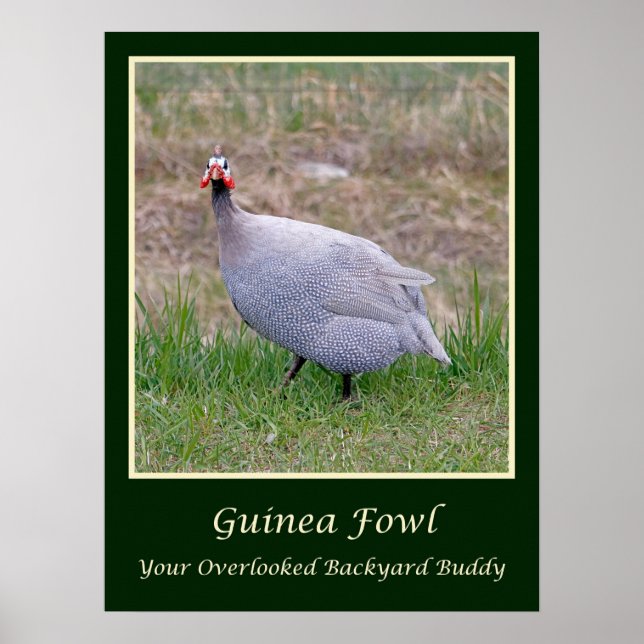 Guinea Fowl poster (Front)