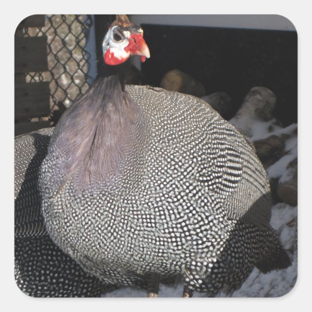 Guinea Fowl Square Sticker (Front)