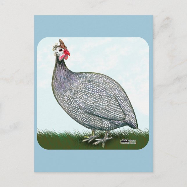 Guinea Lavender On Watch Postcard (Front)