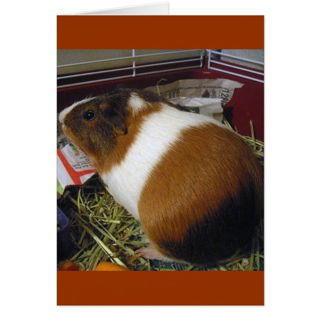 Guinea Pig (Front)