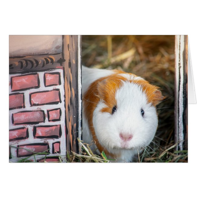 Guinea pig (Front Horizontal)