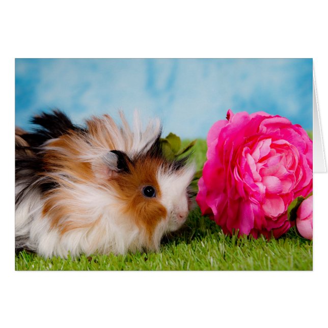 guinea pig (Front Horizontal)