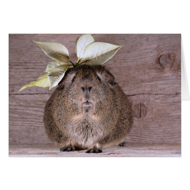 Guinea pig (Front Horizontal)