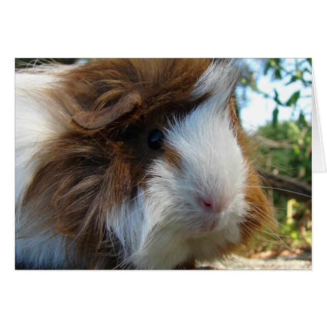 Guinea Pig (Front Horizontal)