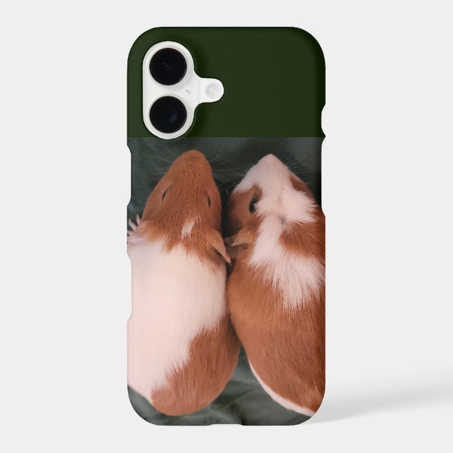 guinea pig (Back)