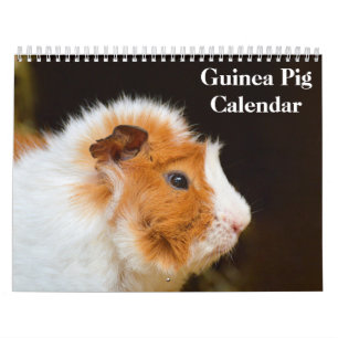 Guinea Pig 2025 Calendar