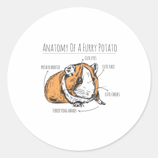 Guinea pig anatomy classic round sticker (Front)