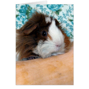 Guinea Pig and Butternut Squash