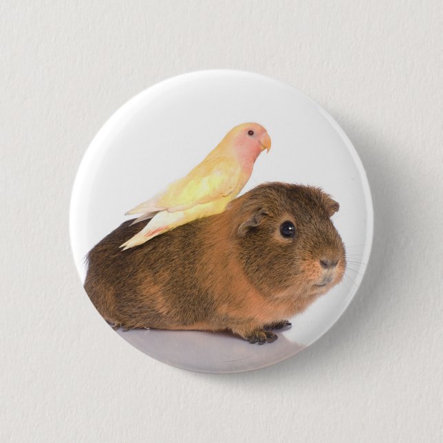 guinea pig and yellow bird 6 cm round badge (Front)