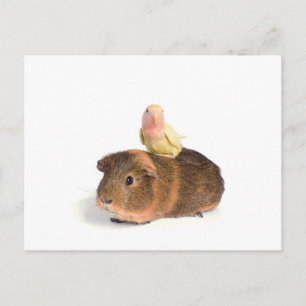 guinea pig and yellow bird postcard