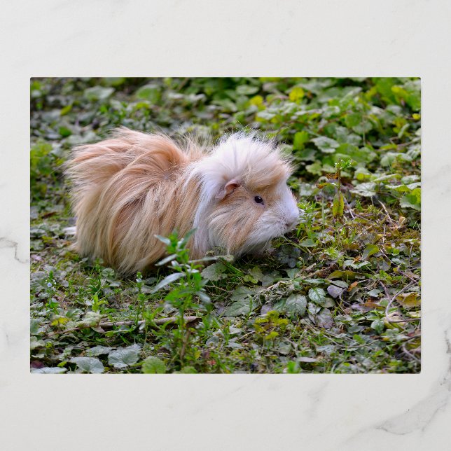Guinea pig animal on grass foil holiday postcard (Front)
