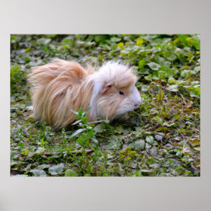 Guinea pig animal on grass  poster