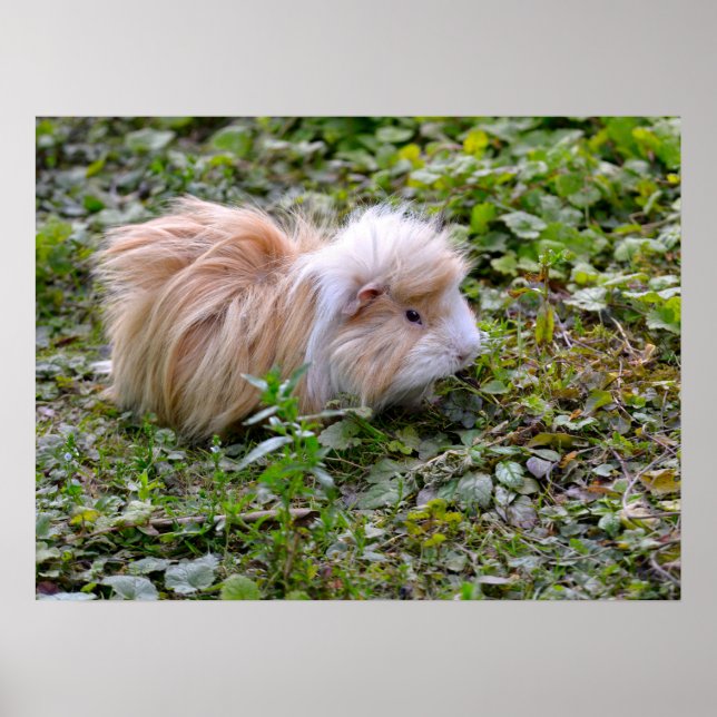 Guinea pig animal on grass  poster (Front)