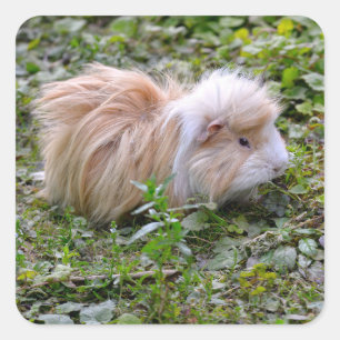 Guinea pig animal on grass  square sticker