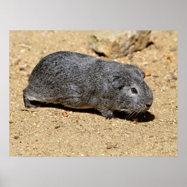 Guinea pig animal walking on sand poster (Front)