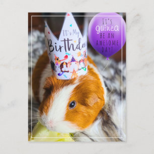 Guinea Pig Birthday Postcard