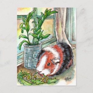 Guinea Pig by the Window Postcard