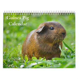 Guinea Pig Calendar 2025