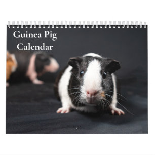 Guinea Pig Calendar 2026
