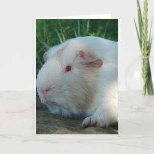 Guinea Pig Card