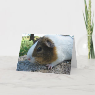 Guinea Pig Card