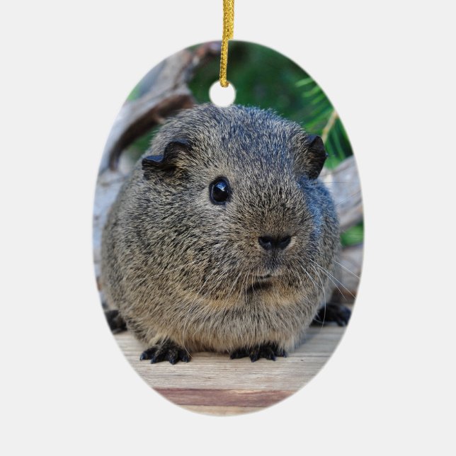 Guinea Pig Ceramic Tree Decoration (Front)