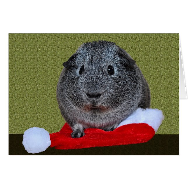 Guinea Pig Christmas (Front Horizontal)