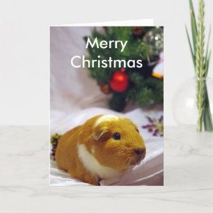 Guinea pig Christmas Card