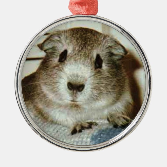 guinea pig christmas ornament (Front)