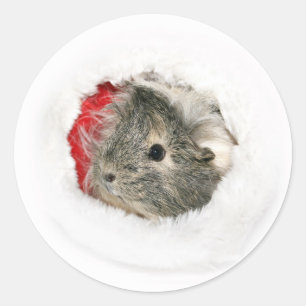 Guinea Pig Christmas sticker