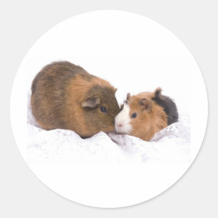 guinea pig classic round sticker