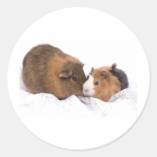 guinea pig classic round sticker (Front)