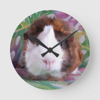 Guinea pig clock