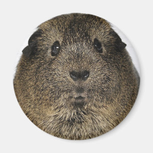 Guinea Pig Close Up Magnet