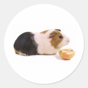 guinea pig eating year APPLE Classic Round Sticker