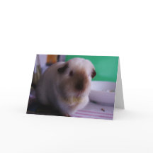Guinea Pig Greeting Card
