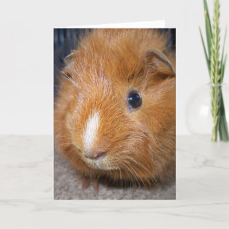 Guinea Pig Greeting Card