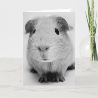 Guinea Pig Greeting Card