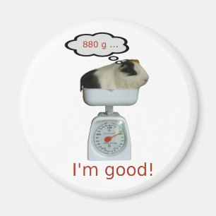 Guinea Pig Health Magnet