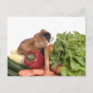 guinea pig in a basket of vegetables postcard