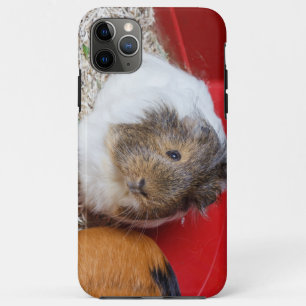 Guinea pig in a cage iPhone 11 pro max case
