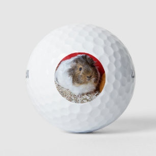 Guinea pig in a cage golf balls
