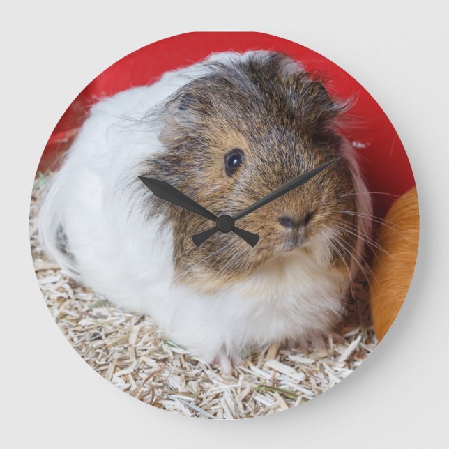 Guinea pig in a cage large clock (Front)