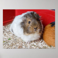 Guinea pig in a cage