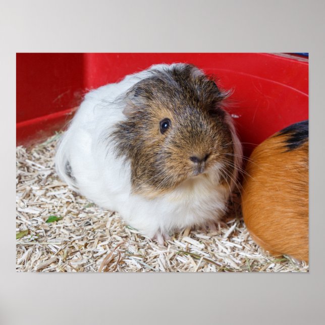 Guinea pig in a cage poster (Front)